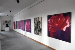 výstava obrazů v galerii Ambrož15