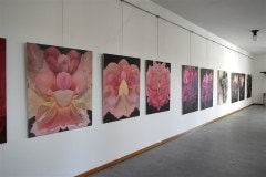 výstava obrazů v galerii Ambrož 23