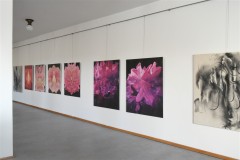 výstava obrazů v galerii Ambrož 24